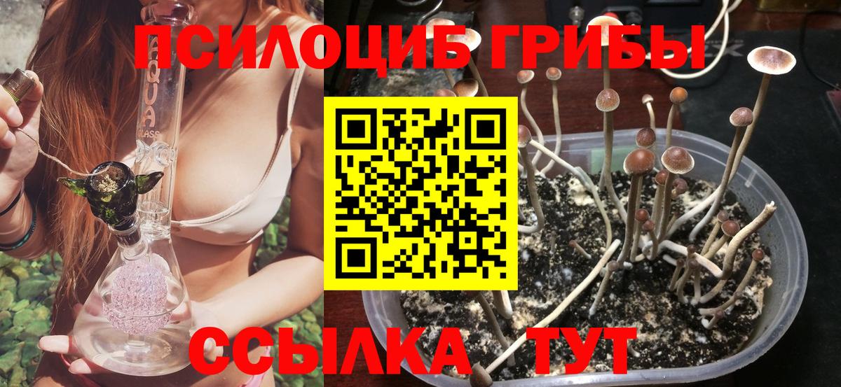 Псилоцибиновые грибы Psilocybine cubensis Нижний Новгород